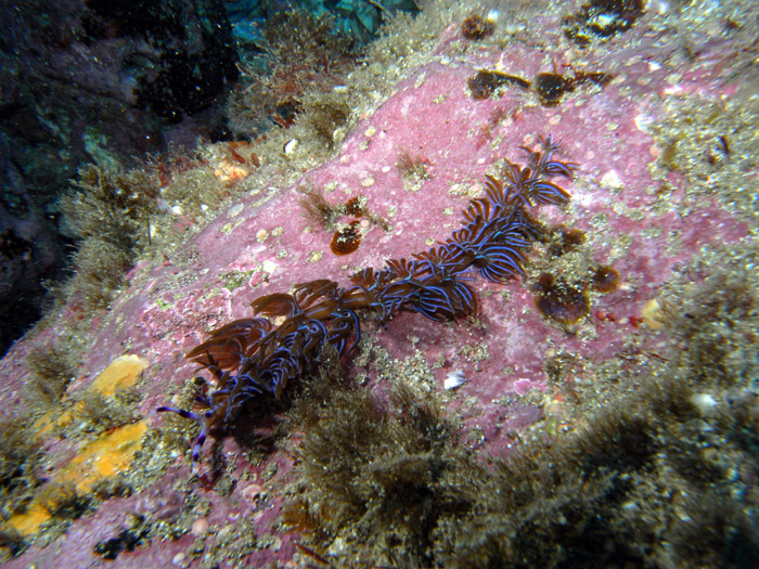 nudibranch