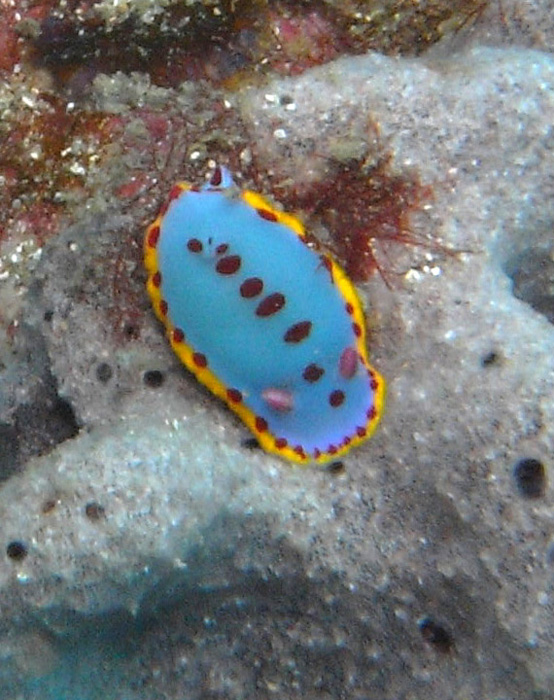 nudibranch