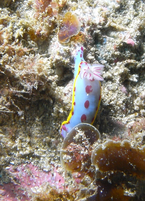 nudibranch