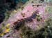 nudibranch