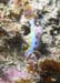 nudibranch