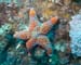 seastar