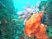 tunicates