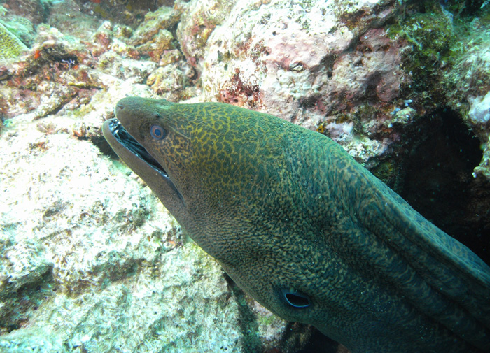 Moray