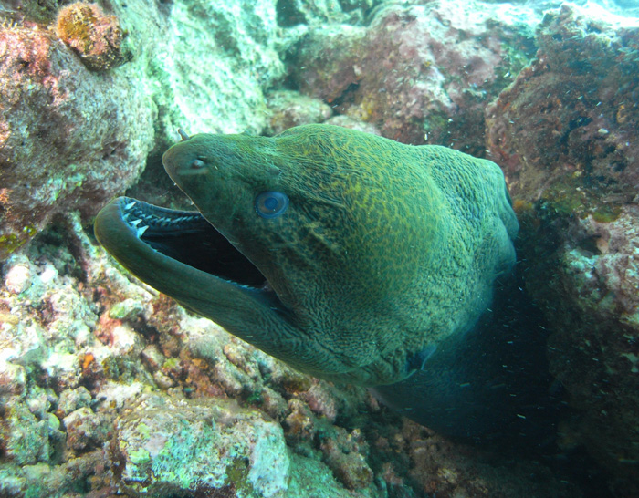 Moray