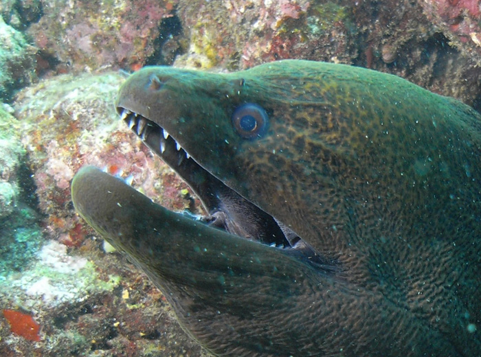 Moray