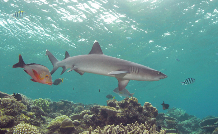 Shark