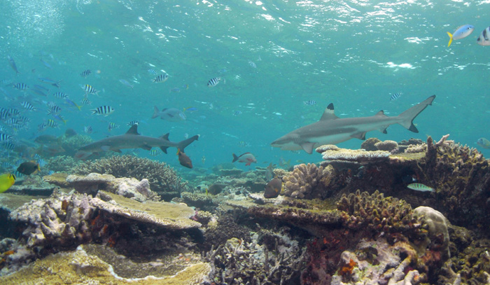Shark