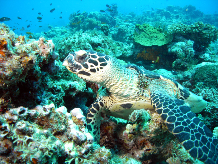 Turtle