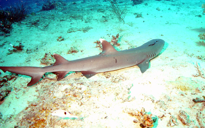 Whitetip
