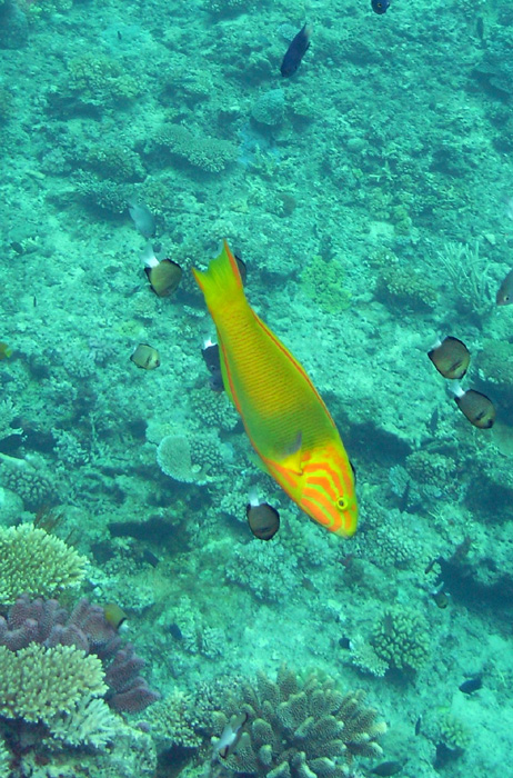 Yellow