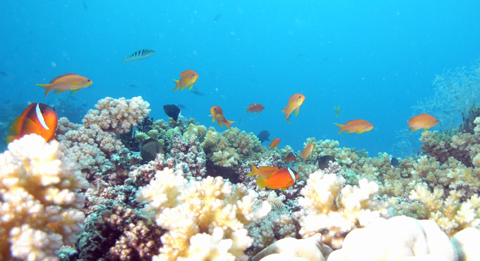 anemonefish