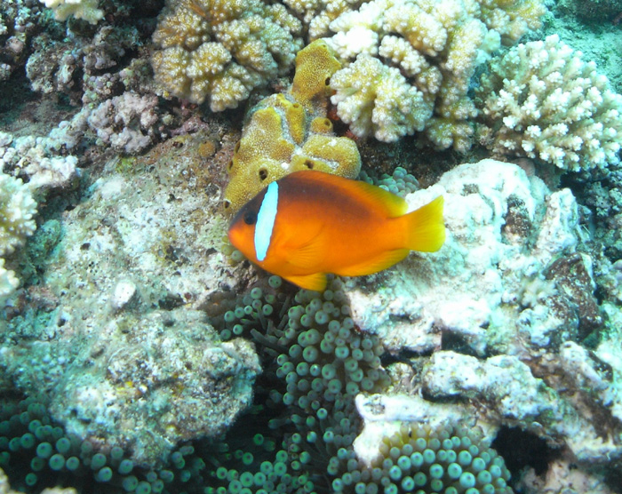 anemonefish