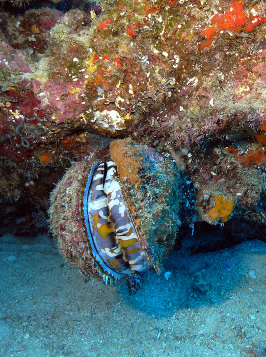 clam