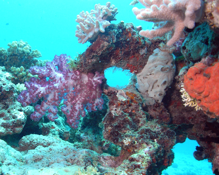 coral