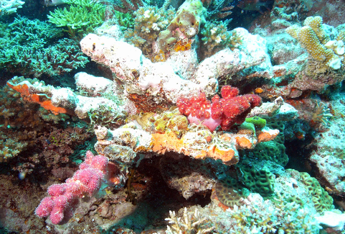 coral