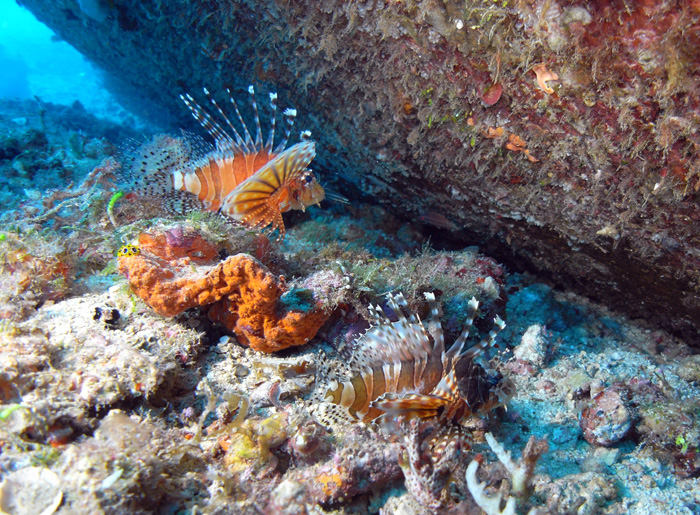 lionfish