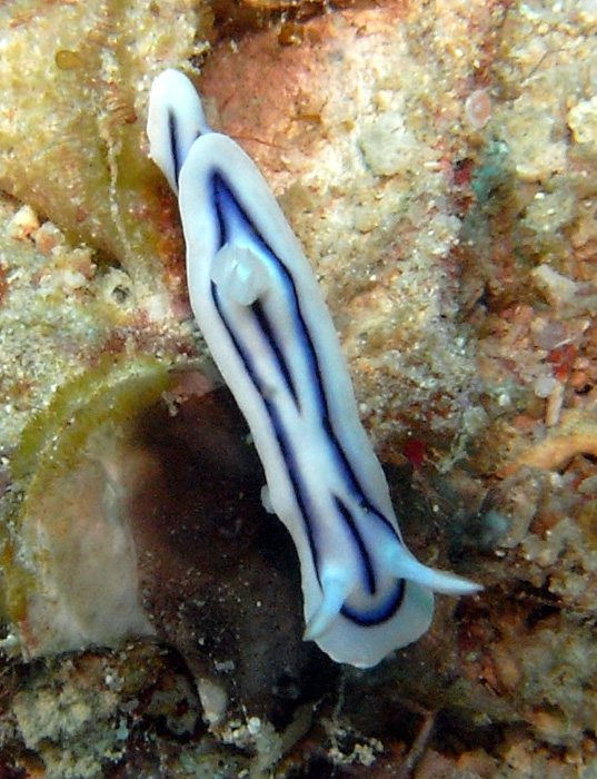 nudibranch