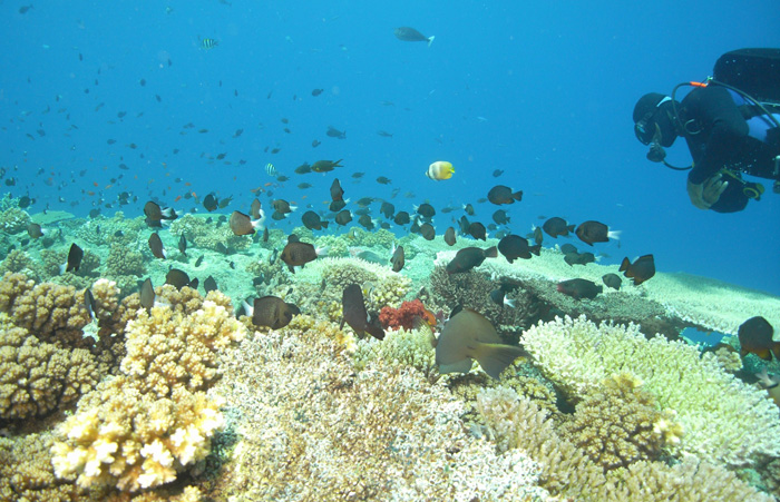 reef