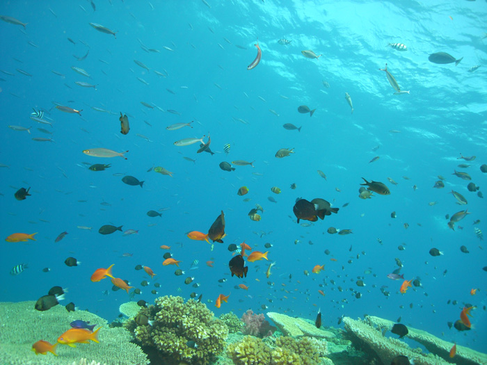 reef
