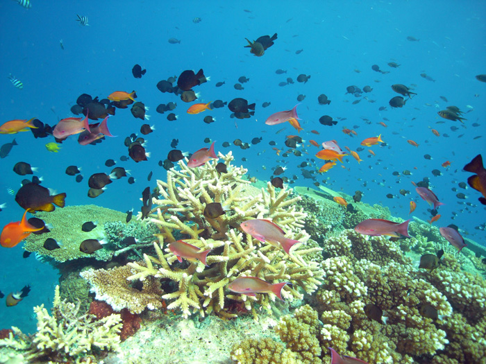 reef
