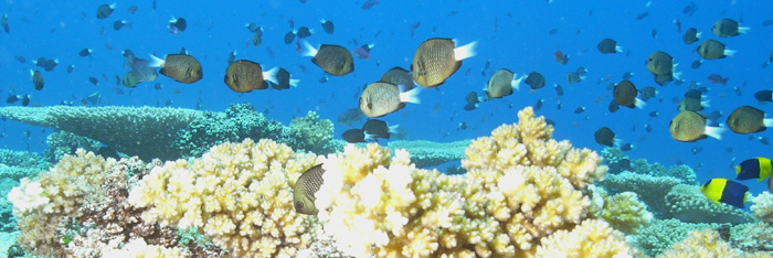 reef