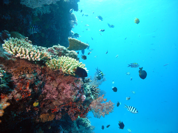 reef