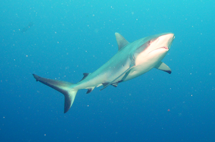 shark