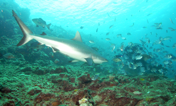shark