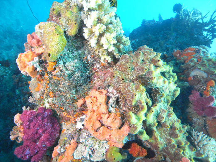 sponge