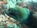 Moray