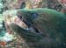 Moray