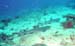 Whitetip