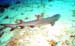Whitetip