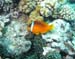 anemonefish