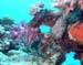 coral