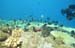 reef