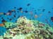 reef