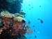 reef