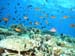 reef