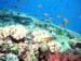 reef,