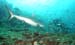 shark