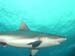 shark