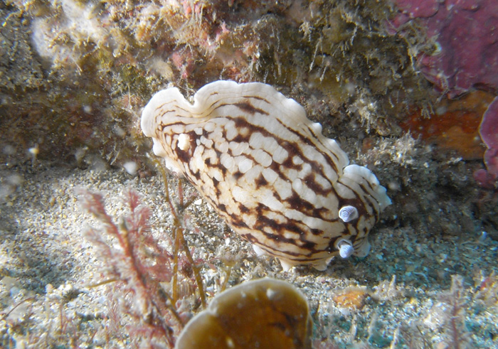 Aphelodoris
