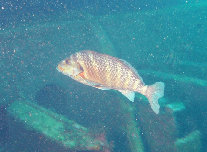 Banded