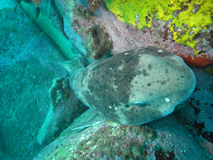 catshark