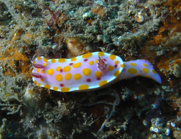 nudibranch