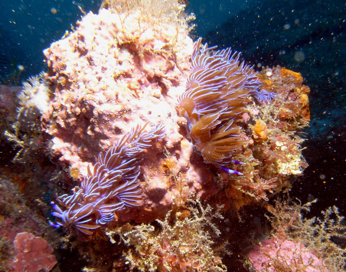 nudibranchs