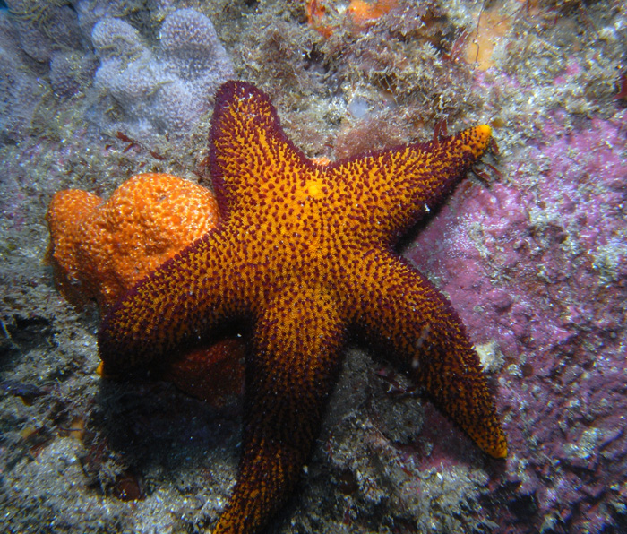 seastar