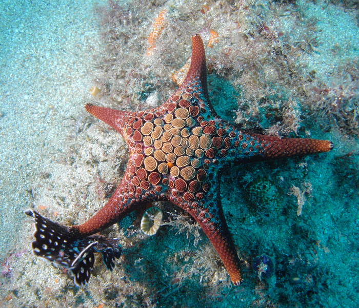 seastar